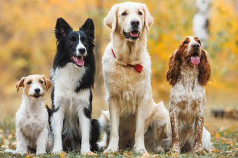 Four different dog breeds.