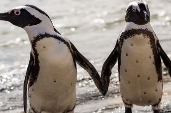 Two penguin friends.