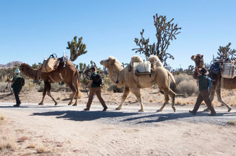Camels in the Mojave desert.