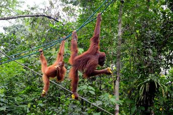 Two playful orangutan apes.