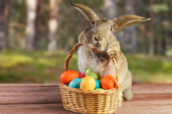 An adorable Easter bunny with colored eggs.
