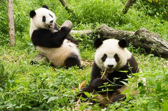 A pair of playful giant pandas.