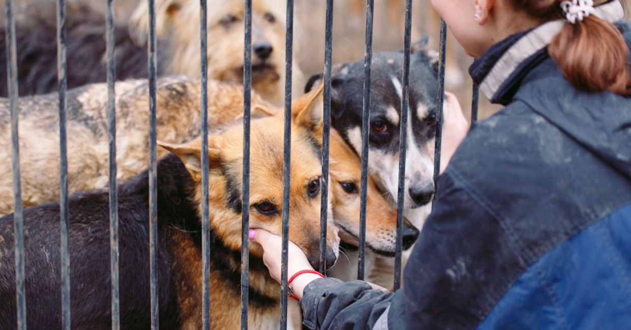 6 Animal Rescue Organizations That Make 
