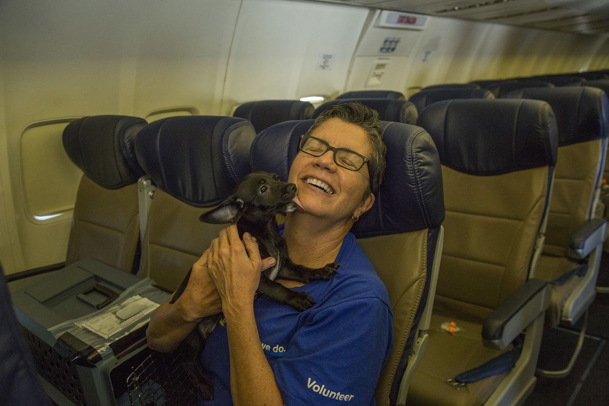 pets on southwest air