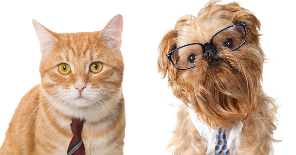 Dogs and Cats: Which Animal is Smarter?