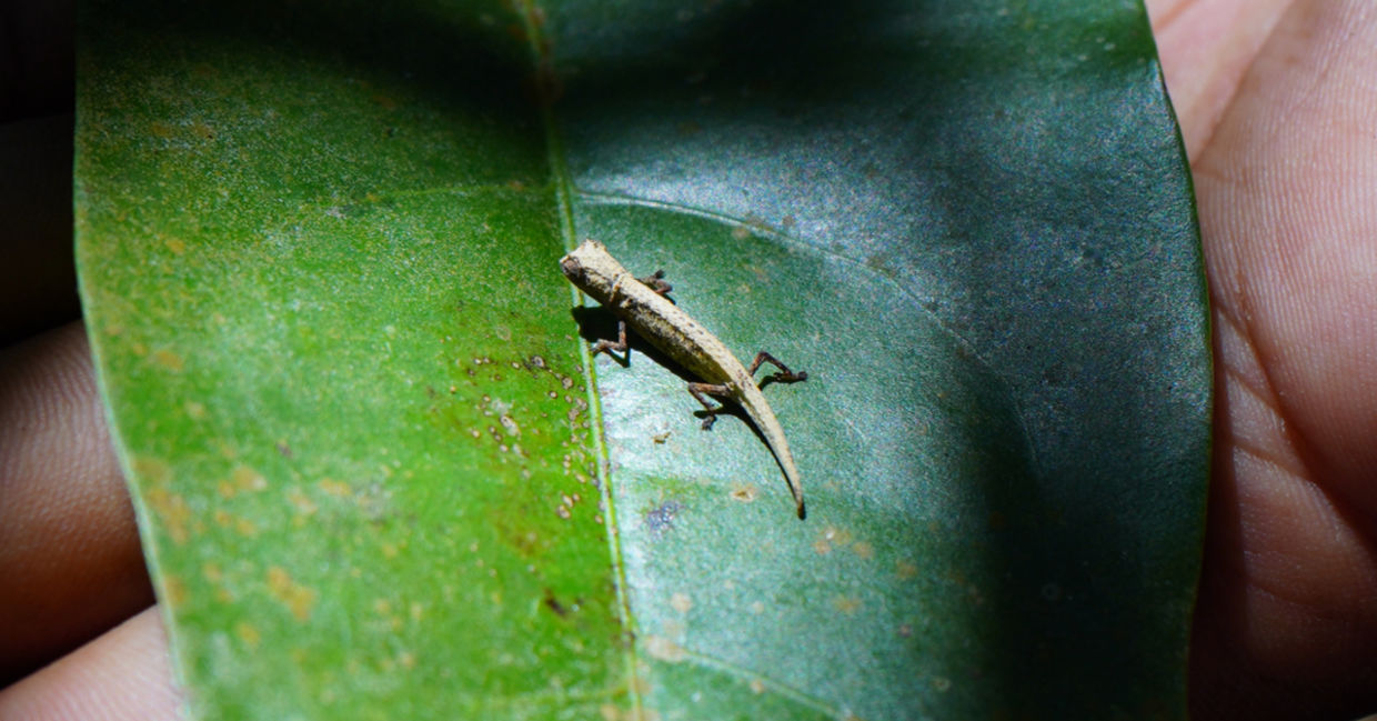 Chameleon Discovered in Madagascar May Be World's Smallest Reptile