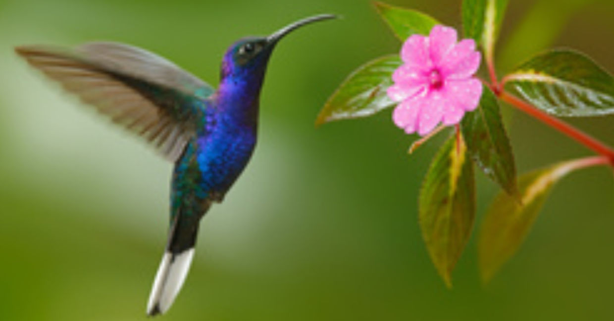 Hummingbird spiritual meaning and symbolism you did not Know - ALVENT
