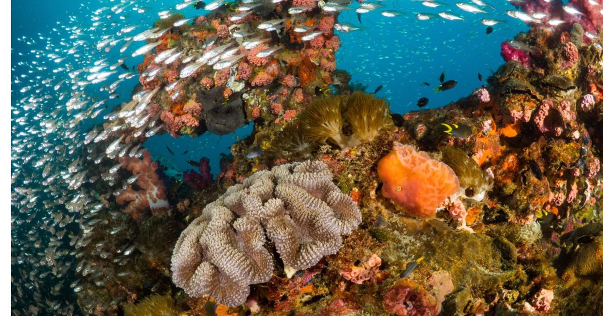 A vibrant coral reef teaming with marine life.