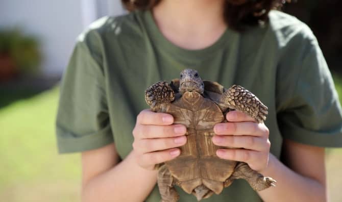 A boy holds a turtle.