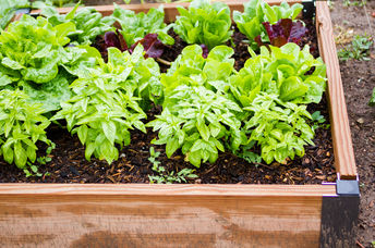 vegetables in community garden