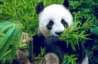 Giant pandas are no longer endangered and their population is actually on the rise. (Shutterstock)