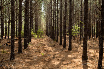 IKEA pine forest in southeast Georgia.