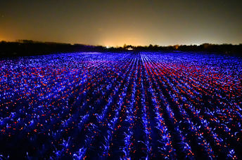 LED photobiology lights glow across a field in the Netherlands, merging art and science.