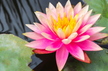 Lotus flower on water to show spiritual awakening