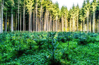 Saplings after reforestation