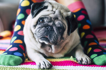 Recycle used socks into beds for dogs.