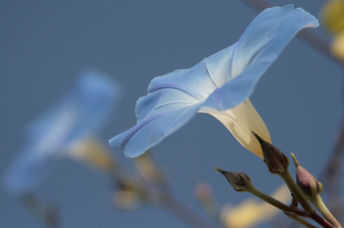 Night blooming moonflower