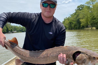 A mature lake sturgeon found in Georgia's Coosa River.