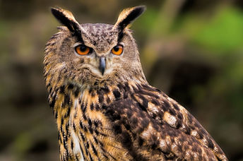 Eurasian Eagle Owl.