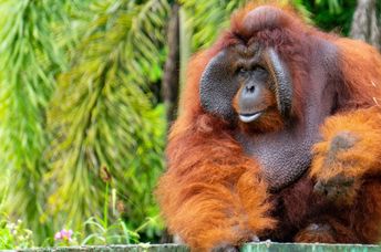 Male orangutan in Indonesia.