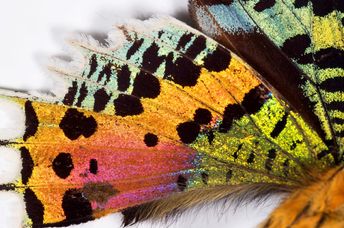 Details of a butterfly wing.