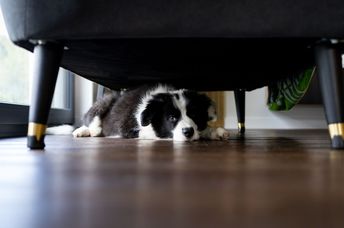 Adorable puppy hiding under the sofa at home.