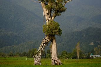 ‘Walking Tree’ in New Zealand