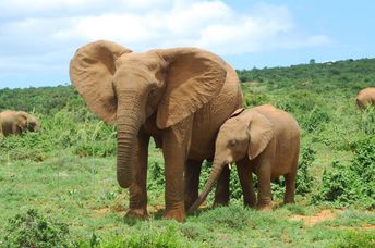 African elephant mother and calf.