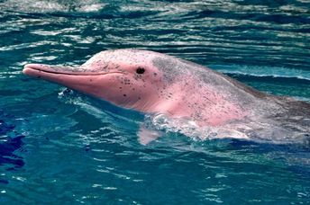 A real pink dolphin.