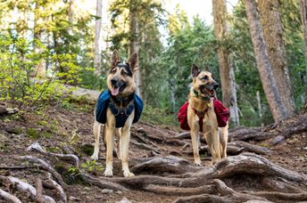 Two dogs wearing packs.