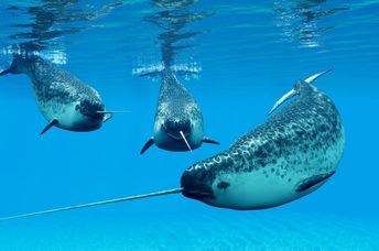 Narwhal males in their social group or pod.