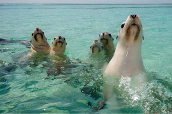 Sea lions in their natural habitat.