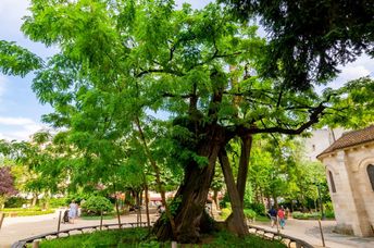 A tree in Paris.