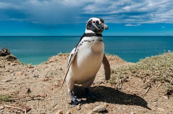 A Magellanic penguin off the coast of Argentina