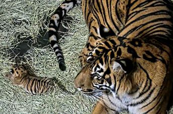 A new Sumatran tiger cub at the San Diego Zoo Safari Park