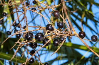 Saw palmetto berries.