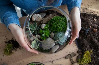 Make your own terrarium.