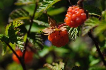 Wild raspberries have antimicrobial properties,