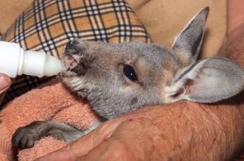 Orphaned kangaroo joey at a rescue center