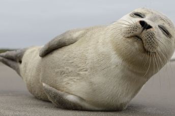 A young grey seal pup with something of an outgoing personality, and who just seems to play to the camera!