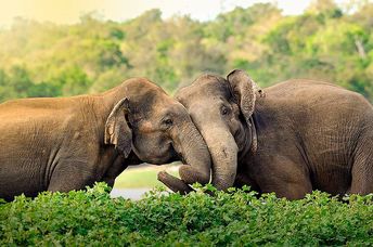 Two Asian elephants.