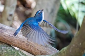 A happy blue bird, the Red-flanked Bluetail.