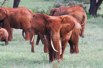 Red African elephants in Tsavo National Park.