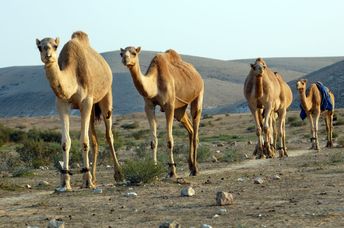 Camels in the Negev Desert.