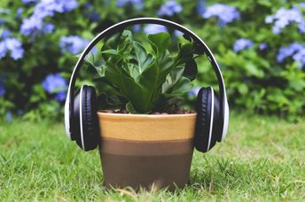 Headphones on a Bird's nest fern.