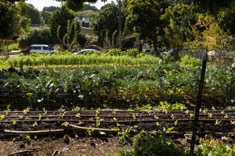 Community garden in Israel.