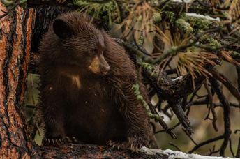 A wild bear cub.