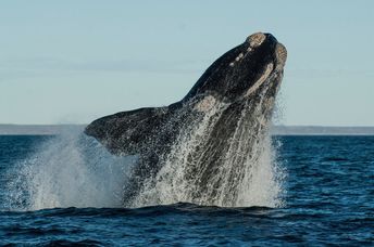 Southern right whale jumping.