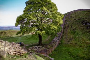 Sycamore Gap tree at Hadrian’s Wall before it was cut down.