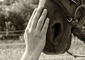 Hand on horse's nose